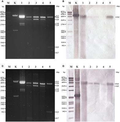 Detection and Molecular Characterization of Novel dsRNA Viruses Related to the Totiviridae Family in Umbelopsis ramanniana